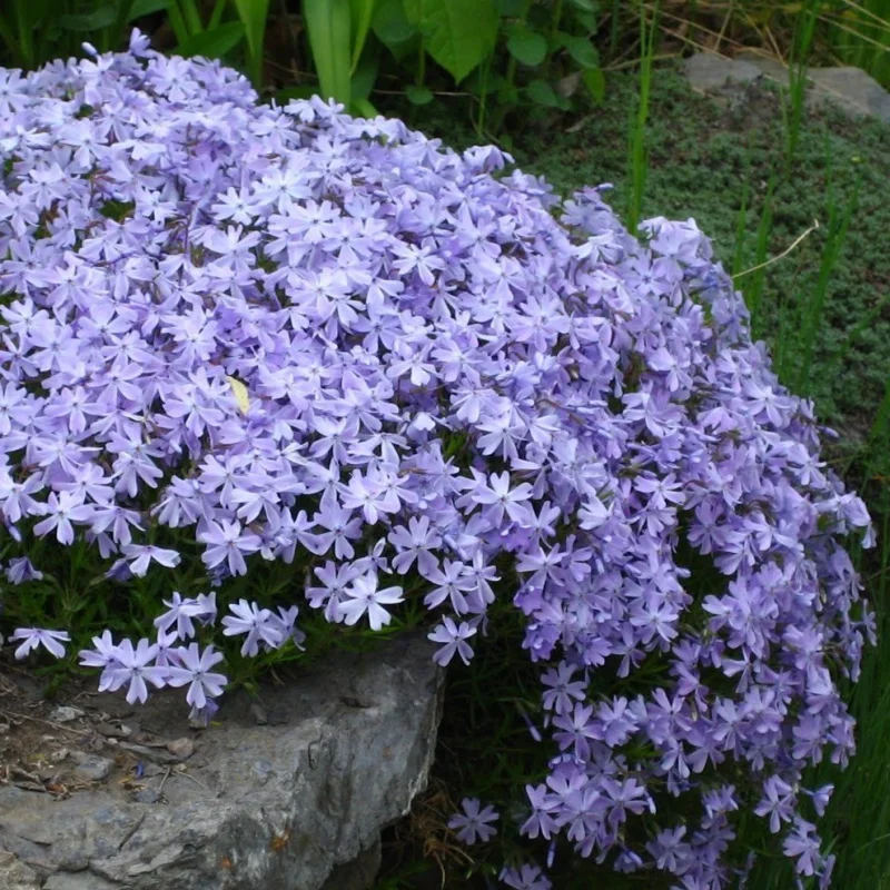 Brumarele-albastre-site Brumărele Albastre - Phlox 1