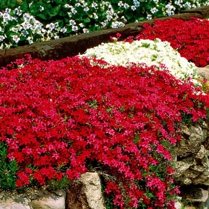 Brumărele Roșii - Phlox 1