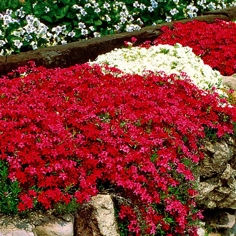 Brumarele-rosii-site Brumărele Roșii - Phlox 1