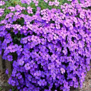Brumărele Violet - Phlox 1