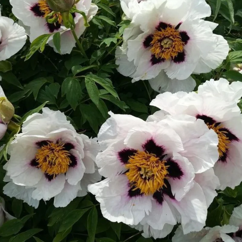 Bujor-Arbustiv-Companion-of-Serenity-site Bujor Arbustiv - Companion of Serenity - Ghiveci de 3 L - Înalțime 50 - 70 cm 1