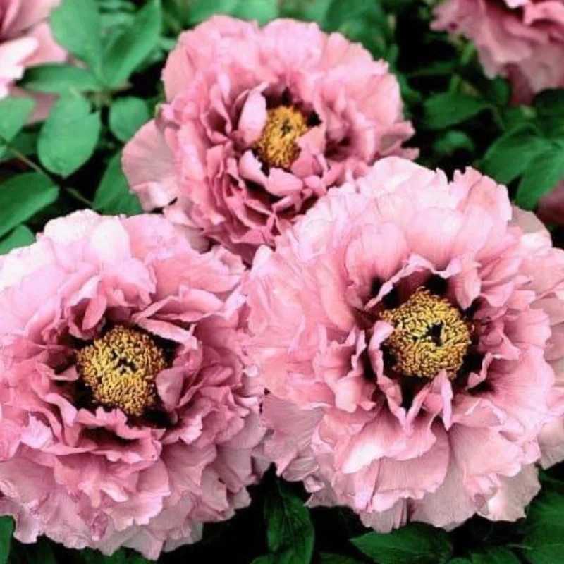 Bujor-Arbustiv-Hana-Kisoi-site Bujor Arbustiv - Hana Kisoi - Ghiveci de 3 L - Înalțime 50 - 70 cm 1