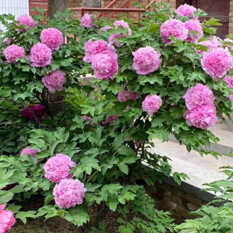 Bujor-Arbustiv-Sakura-Jishidi-site Bujor Arbustiv - Sakura Jishidi - Ghiveci de 3 L - Înalțime 50 - 70 cm 1