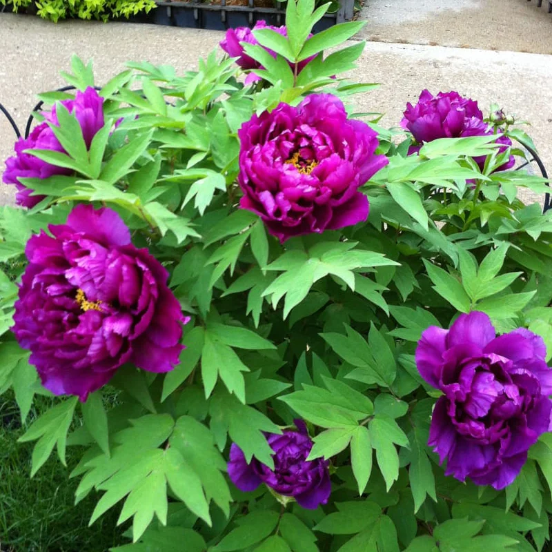 Bujor Arbustiv - Cai Hui - Ghiveci de 3 L - Înalțime 50 - 70 cm 1