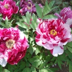 Bujor Arbustiv - Dao Jin  - Ghiveci de 3 L - Înalțime 50 - 70 cm 1