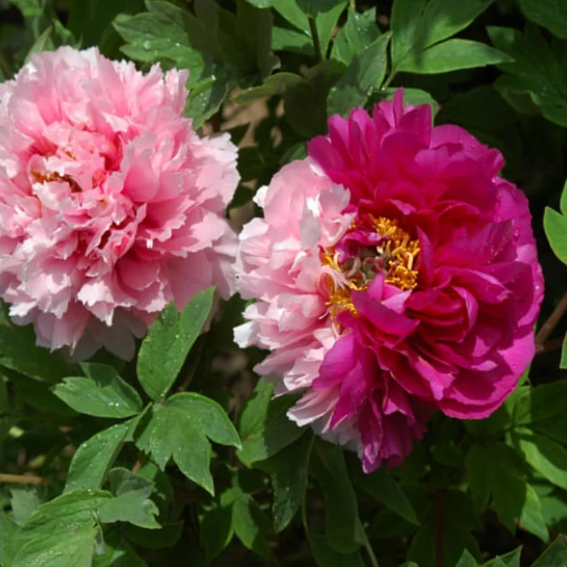 Bujori-arbustivi-Er-Qiao-Twin-Beauty Bujor Arbustiv - Er Qiao - Ghiveci de 3 L - Înalțime 50 - 70 cm 1