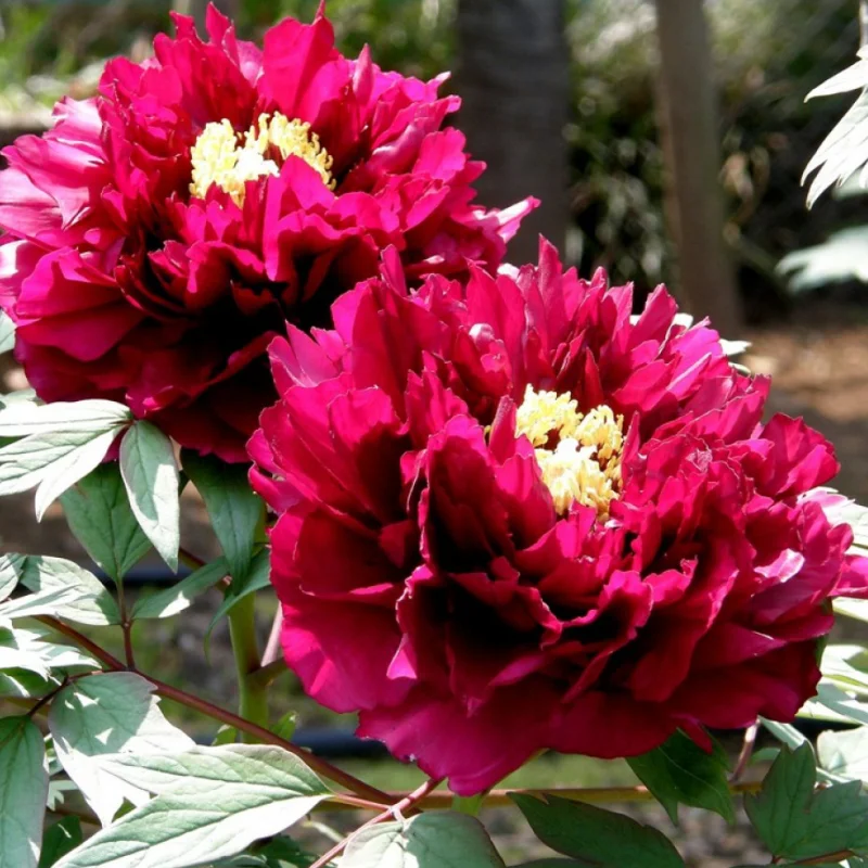 Bujor Arbustiv -  Xin Ri Yue - Ghiveci de 3 L - Înalțime 50 - 70 cm 1