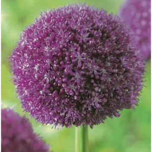 Bulbi de Allium Ambassador 1
