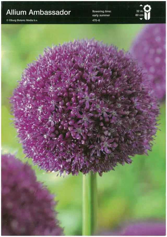 Bulbi-de-Allium-Ambassador Bulbi de Allium Ambassador 1