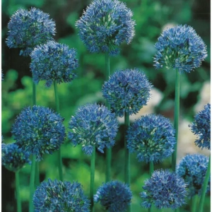 Bulbi de Allium Caeruleum 1