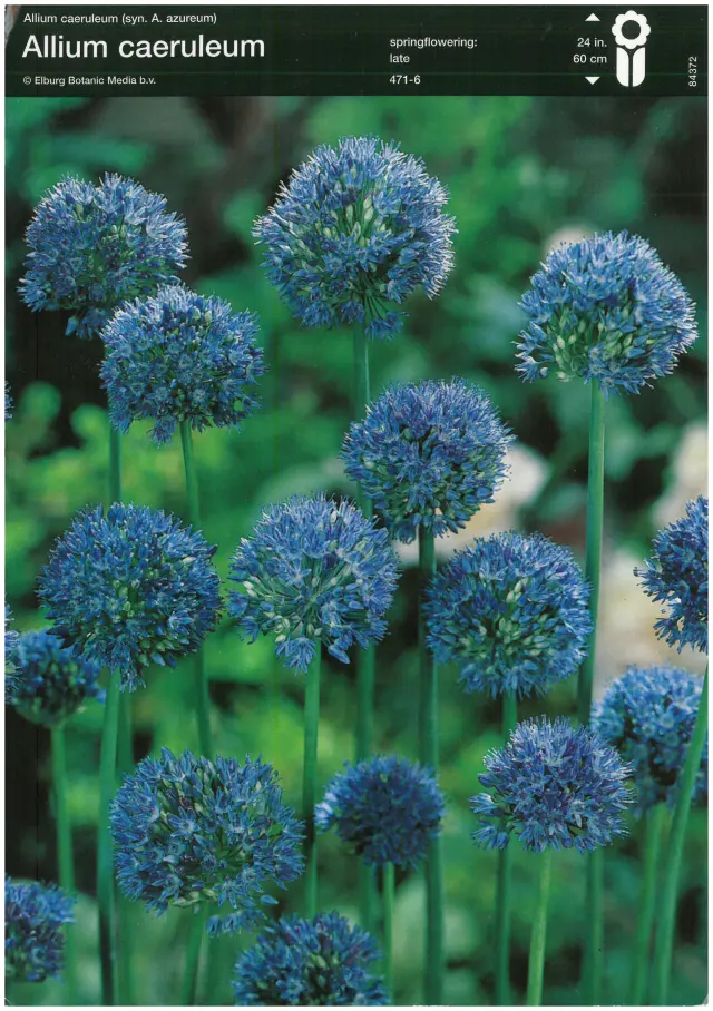 Bulbi de Allium Caeruleum 1