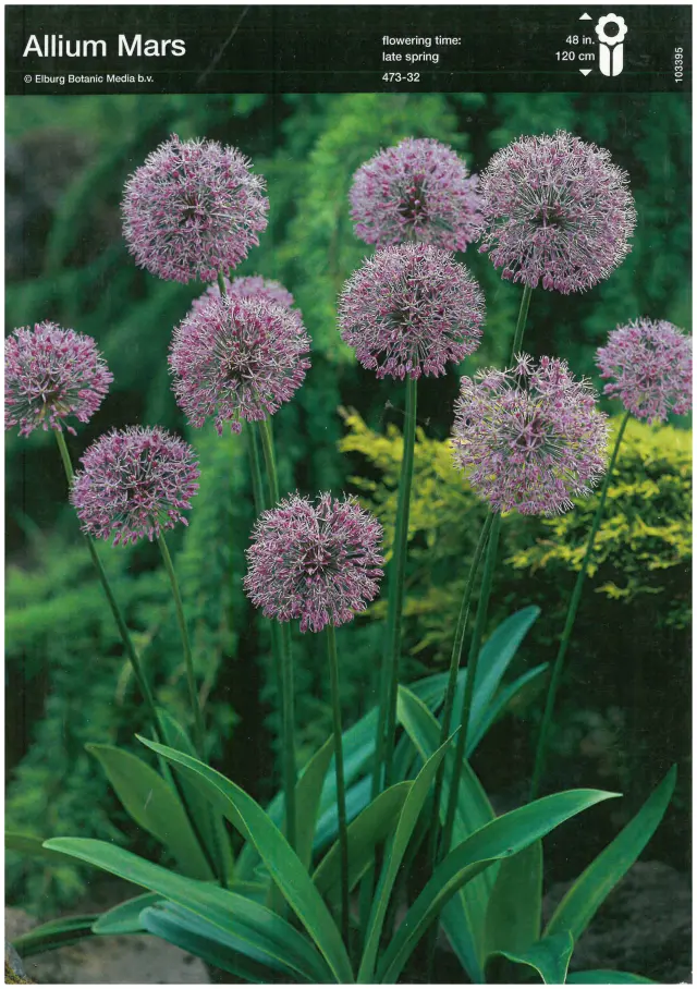 Bulbi-de-Allium-Mars Bulbi de Allium Mars 1