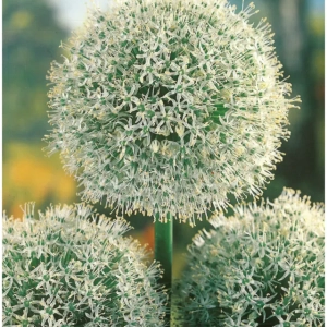 Bulbi de Allium Mont Blanc 1
