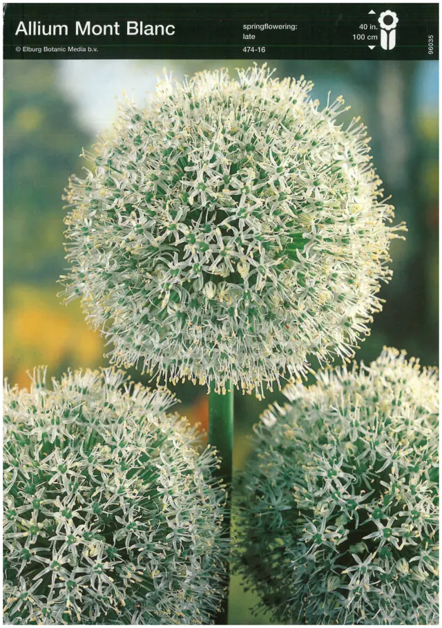 Bulbi de Allium Mont Blanc 1