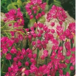 Bulbi de Allium Oreophilium 1