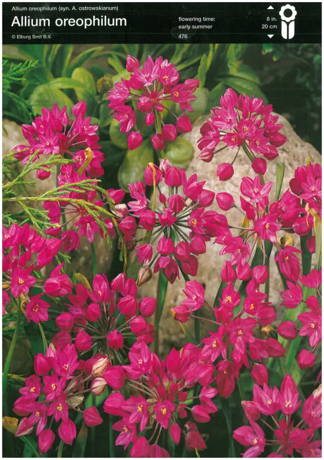 Bulbi-de-Allium-Oreophilium Bulbi de Allium Oreophilium 1