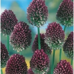 Bulbi de Allium Sphaerocephalon 1