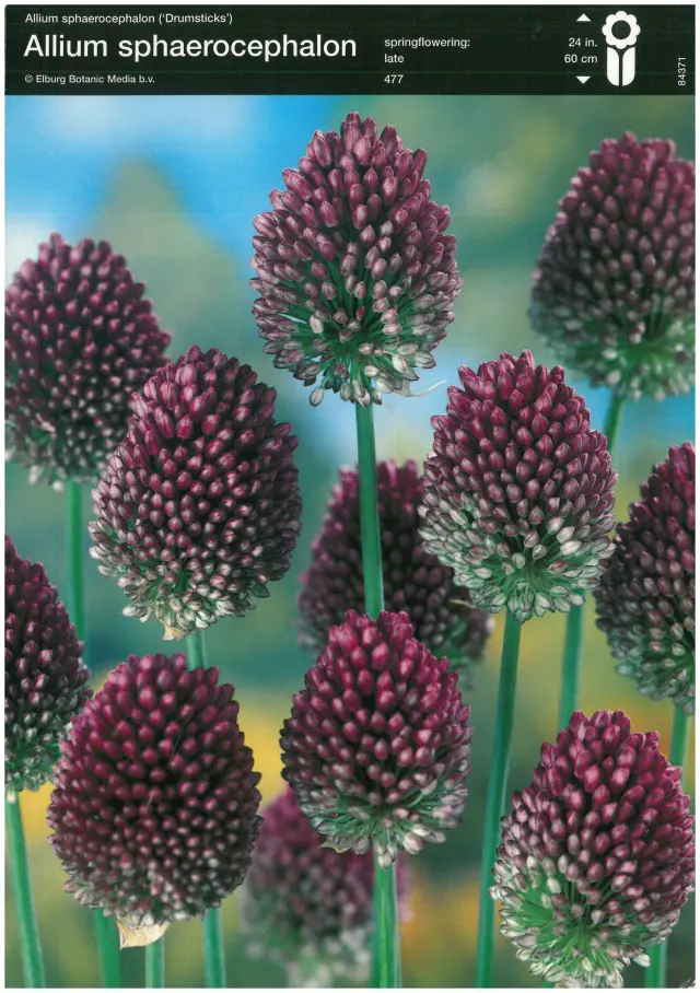 Bulbi-de-Allium-Sphaerocephalon Bulbi de Allium Sphaerocephalon 1