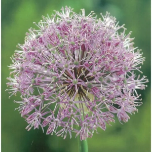 Bulbi de Allium Stipitatum 1