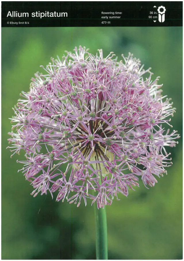 Bulbi-de-Allium-Stipitatum Bulbi de Allium Stipitatum 1