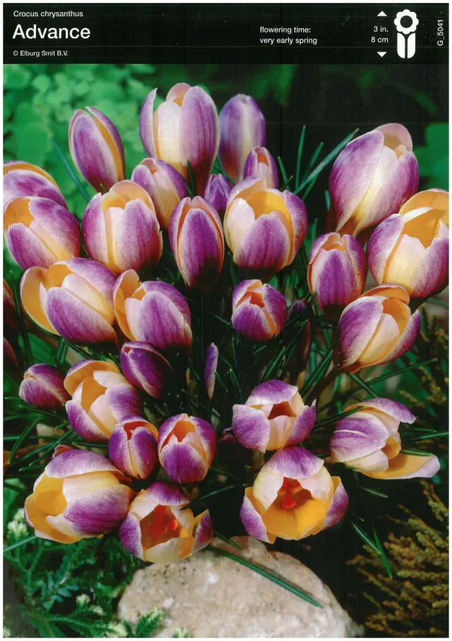 Bulbi-de-Branduse-Advance Bulbi de Branduse Advance 1