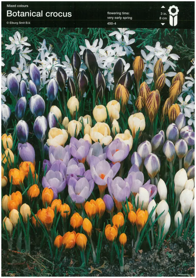 Bulbi-de-Branduse-Botanical-Crocus Bulbi de Branduse Botanical Crocus Mix 1
