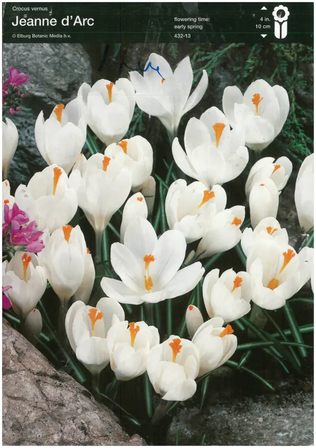 Bulbi de Branduse Jeanne d`Arc 1