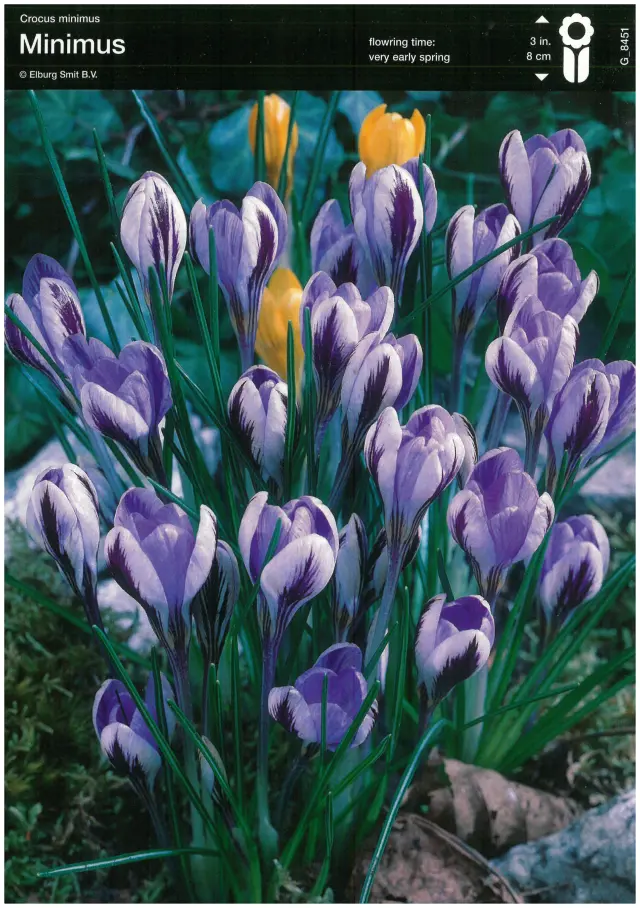 Bulbi-de-Branduse-Minimus Bulbi de Branduse Minimus