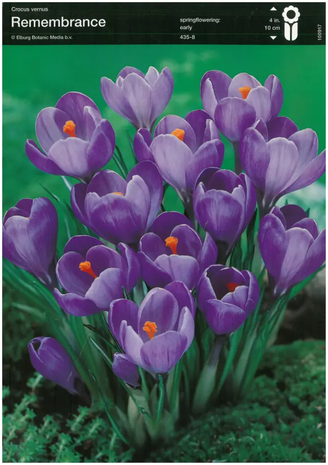 Bulbi-de-Branduse-Remembrance Bulbi de Branduse Remembrance 1