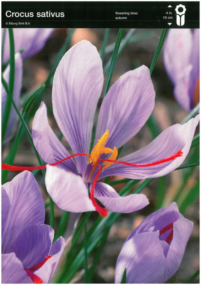 Bulbi-de-Branduse-Sativus-2 Bulbi de Branduse Sativus Second 1