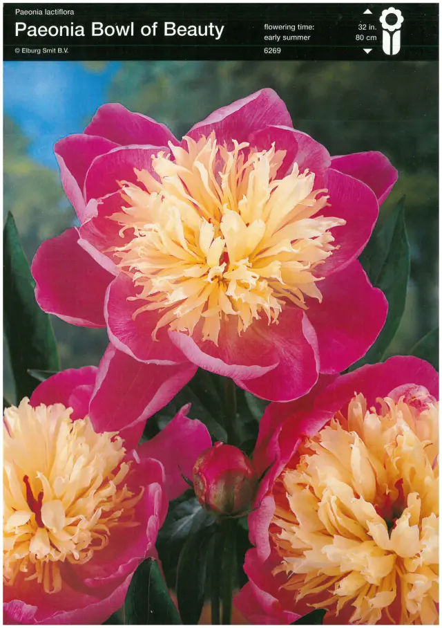 Bulbi-de-Bujori-Bowl-of-Beauty Rizomi de Bujor Bowl of Beauty 1