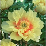 Rizomi de Bujor Bartzella 1