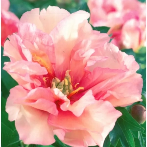 Rizomi de Bujor Canary Brilliants 1