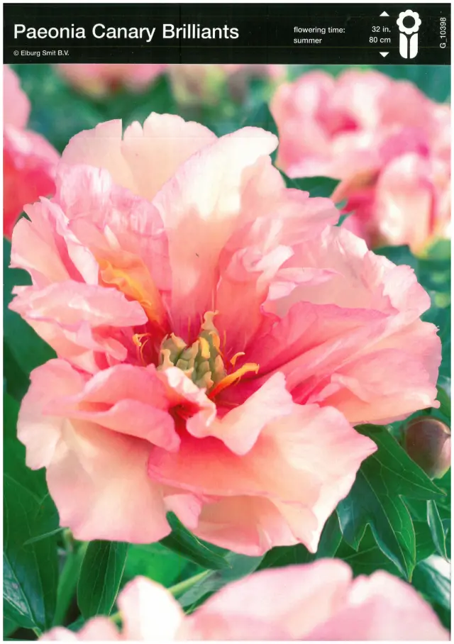 Rizomi de Bujor Canary Brilliants 1