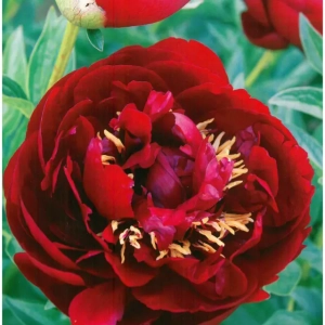 Rizomi de Bujor Buckeye Belle 1