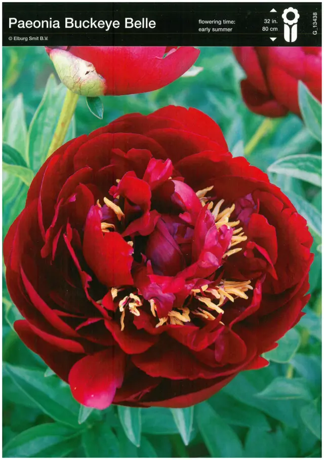 Rizomi de Bujor Buckeye Belle 1