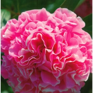 Rizomi de Bujor Carnation Bouquet 1