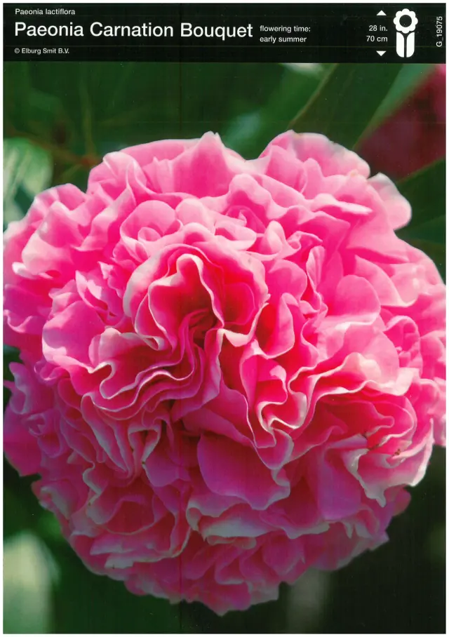 Rizomi de Bujor Carnation Bouquet 1