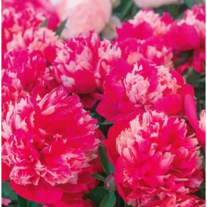 Rizomi de Bujor Daydream 1