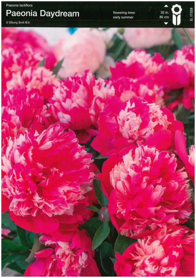 Bulbi-de-Bujori-Daydream Rizomi de Bujor Daydream 1