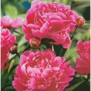 Rizomi de Bujor Dr. Alexander Fleming 1