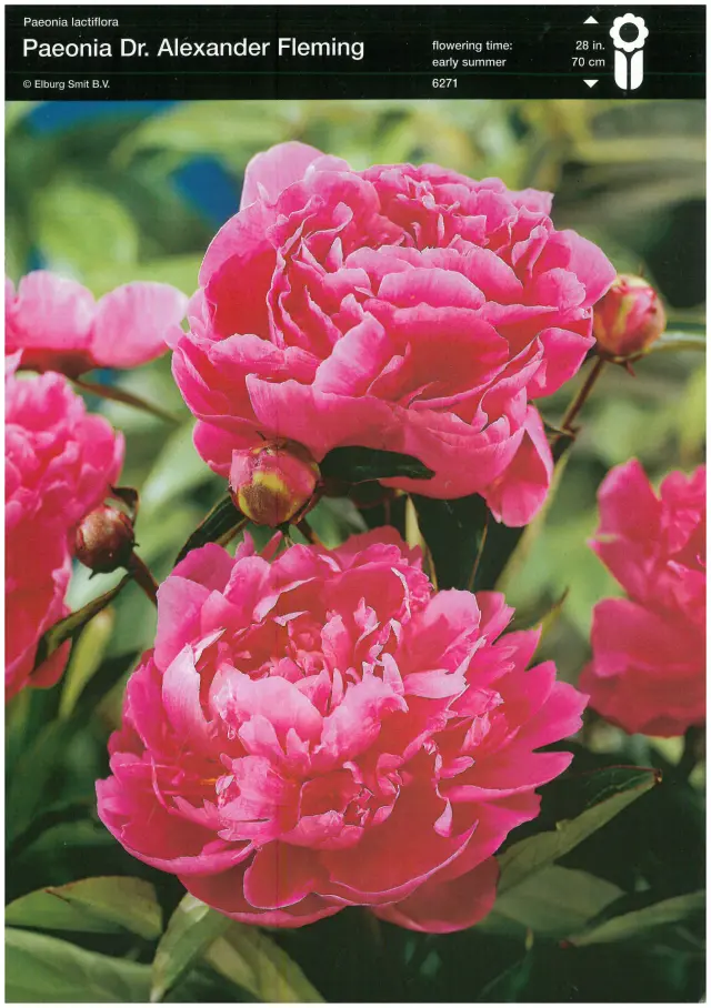 Bulbi-de-Bujori-Dr-Alexander-Fleming Rizomi de Bujor Dr. Alexander Fleming 1