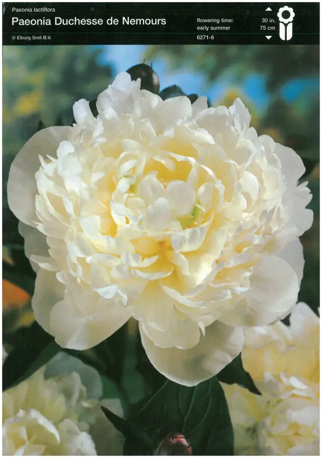 Rizomi de Bujor Duchesse de Nemours 1