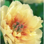 Rizomi de Bujor Garden Treasure 1