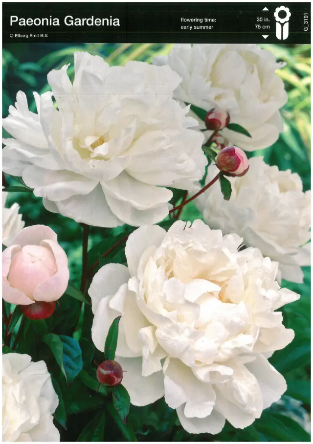 Bulbi-de-Bujori-Gardenia Rizomi de Bujor Gardenia 1