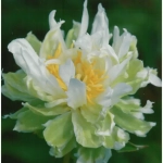 Rizomi de Bujor Green Halo 1