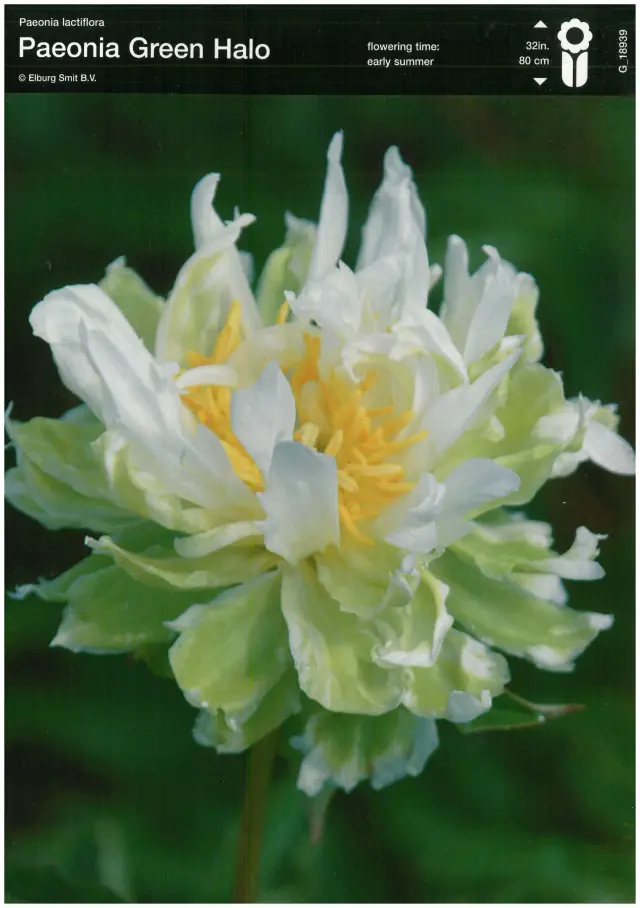 Rizomi de Bujor Green Halo 1