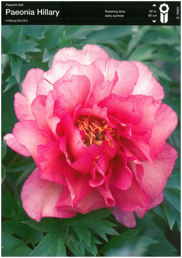 Bulbi-de-Bujori-Hillary Rizomi de Bujor Hillary 1