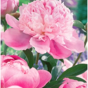 Rizomi de Bujor Lady Anna 1