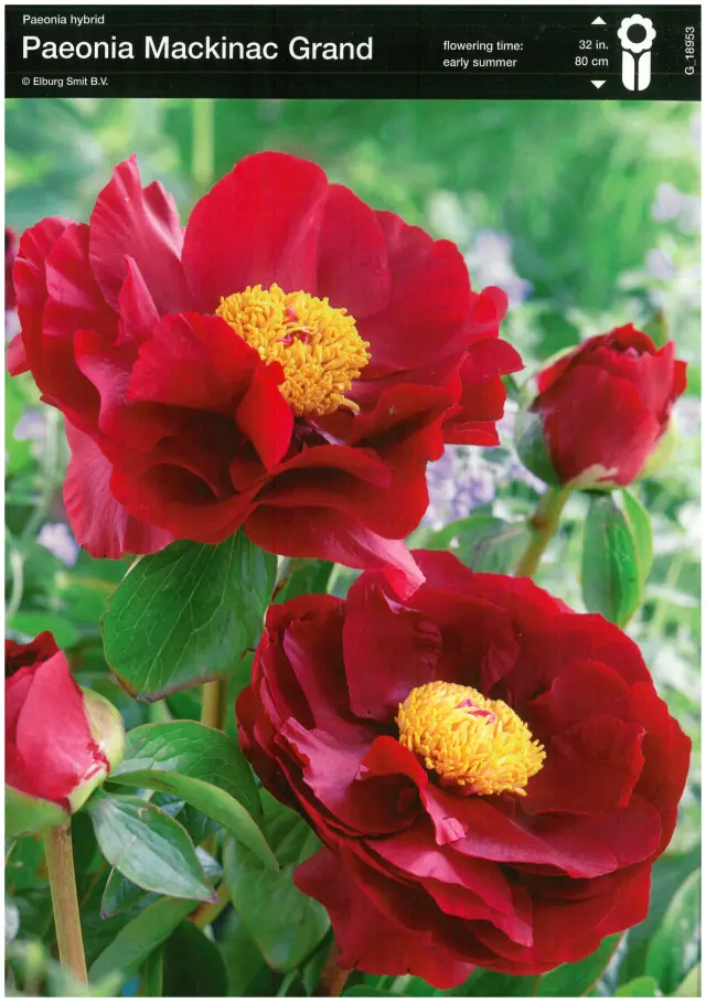 Bulbi-de-Bujori-Mackinac-Grand Rizomi de Bujor Mackinac Grand 1